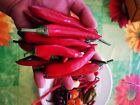 SEMI RED DEVIL, DIAVOLO ROSSO, HOT PEPPER, PEPERONCINO PICCANTE, 20 SEMI