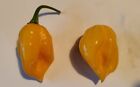 20 semi di Peperoncino Habanero yellow Giallo