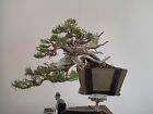 Bonsai Ginepro Fenicio Juniperus Phonicea