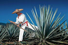 AGAVE TEQUILANA – AGAVE BLU / TEQUILA AGAVE, 10 SEMI SELEZIONATI