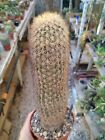 Echinocereus grandis. H 22 cm Succulent Piante Grasse Cactus