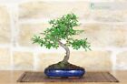 Bonsai di Olmo Cinese vaso cm. 15