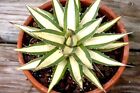 Agave Purpusorum Witte Zeeegel Rare Variegated