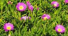 3 piantine Carpobrotus Chilensis - unghia di strega colore come foto -  radicate