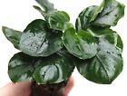 PIANTA PIANTE FACILE ACQUARIO ANUBIAS ROUND COIN LEAF LIVE LIVE AQUARIUM PLANT