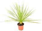 Pianta Dracaena Cordyline