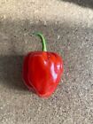 10 Semi di peperoncino Habanero Red (Hot pepper)