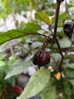 SEMI CAROLINA REAPER PURPLE, PEPERONCINO PICCANTE, HOT PEPPER SEED, 20 SEMI