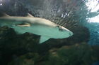 Photo 6x4 Reef Shark At Blue Planet Aquarium Ellesmere Port A 4 Metre Ree c2005