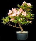 Bonsai - Azalee - Japan - Rhododendron indicum  41 cm - rosa - Freiland - #3327