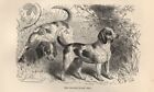 1894 Piccola Stampa Antica = BEAGLE = Cani = OLD PRINT