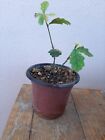 Pre BONSAI Quercia Da Seme - Farnia Vaso D. 8