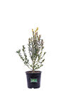 Pianta di Buxus Microphylla Faulkner Bosso pianta vera da siepe ornamentale