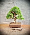 Juniperus chinensis  Itoigawa  - China Wacholder  PREMIUM BONSAI / 24 Years Old