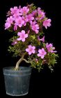 Bonsai - Azalee aus Japan -  SHIRYU-NO-MAI - 58 cm - Blüte lila #3340