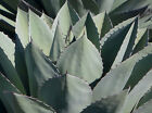 Agave ovatifolia el oso (1 pianta v18)