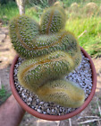 ESPOSTOA GUENTHERI CRESTATA - CACTUS - CIOTOLA Ø20