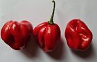 20 semi di Peperoncino Habanero Red Savina Rosso