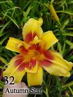 Hemerocallis daylily " Autumn Star " rizoma. giglio bulbo