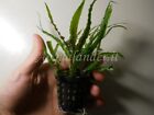 PIANTA VERA ACQUARIO CRYPTCORYNE BALANSAE EASY AQUARIUM LIVE PLANT !