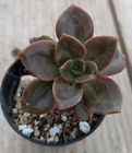 Echeveria Melaco vaso ø 5,5 cm