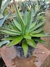 AGAVE ROMANII 1 PIANTINA IN VASO RARA