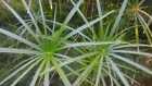 PIANTA PIANTE ACQUARIO LAGHETTO CYPERUS ALTERNIFOLIUS AQUARIUM POND PLANT !