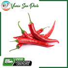 Piantina di Peperoncino piccante Cayenna Vaso d10 1Pz