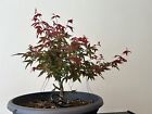 bonsai acero Rosso Deshojo