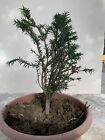 Pre-bonsai Tasso Baccata