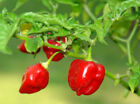 PEPERONCINO RED HABANERO - 10 SEMI SELEZIONATI