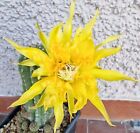 echinopsistrichocereus_ Gelber Papageno. Con Radici. Petali Arricciati. Cactus