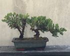 Bonsai Ginepro. Boschetto Shohin.