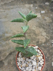 Aloe arenicola– African Succulent RARE