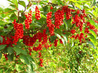 SCHISANDRA CHINENSIS 30 BACCHE (DA SEMINA)