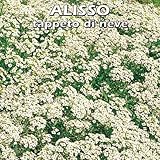 ALISSO TAPPETO DI NEVE (Lobularia maritima) - SEMI