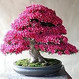 100 pc / pacchetto rari Bonsai 13 varietà di Azalea Semi fai da te Casa & Giardino Piante assomiglia Semi Sakura ciliegio giapponese fiore sboccia