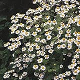 Portal Cool Feverfew - Tanacetum Parthenium - 8000 Semi