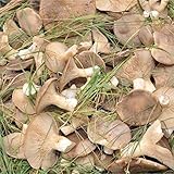 Semi Micelio Per Funghi Cardoncello 50g