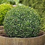 25 Semi di Buxus Sempervirens (Bosso)