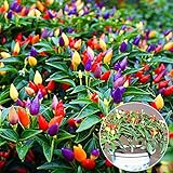 50 pezzi di peperoncino multicolore sani semi di peperoncino pianta fiore casa giardino ornamento multicolore per donne, uomini, bambini, principianti, giardinieri regalo