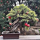 20pcs / bag Melograno Mini Bonsai domestica dei semi delle piante Delicious Frutta Seme grande e dolce per il giardino domestico Guardare germinazione delle piante il 95%