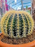 L Echinocactus Grusonii (M vaso17)