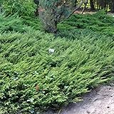 Juniperus communis"Repanda" [Vaso Ø19cm]