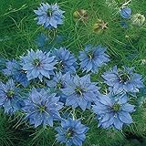 Fresh Seeds - Nigella - Miss Jekyll Dark Blue - 600 Semi