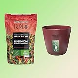 Manigi Offerta Vaso + Terriccio Bio per Peperoncino da 1.5 Lt