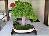 Vista Semi di bonsai rari di quercia, 10 pezzi/sacchetto, una buona pianta da giardino bonsai per fioriera