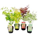 Plant in a Box - Aceri giapponesi resistenti all inverno - Set di 4 - Acer palmatum  Atropurpureum , Going Green , Orange Dream , Butterfly  - Vaso 10,5cm - Altezza 25-40cm