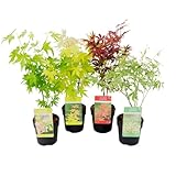 Plant in a Box - Ai giapponesi resistenti all inverno - Set di 4 - Palmatum  Atropurpureum ,  Going Green ,  Orange Dream ,  Butterfly  - Vaso 10,5cm - Altezza 25-40cm