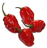 PEPERONCINO HABANERO ROSSO NR.25 SEMI